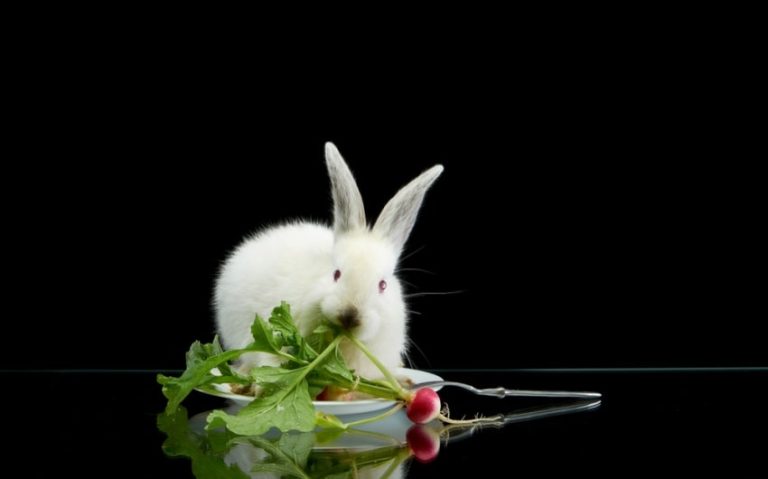 Can Rabbits Eat Radishes? What Segments Your Rabbit Can Have