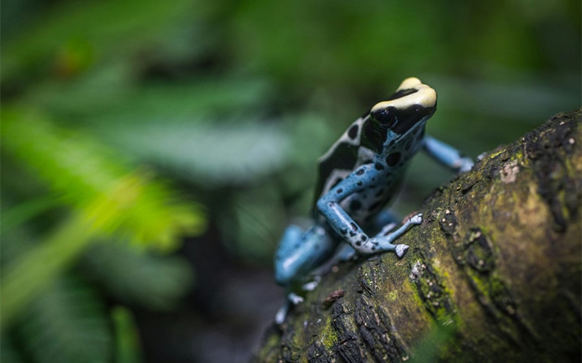 Color-Themed Frog