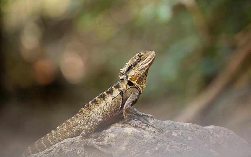 Cool Bearded Dragon