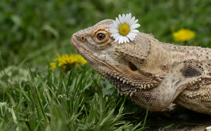 Female Bearded Dragon