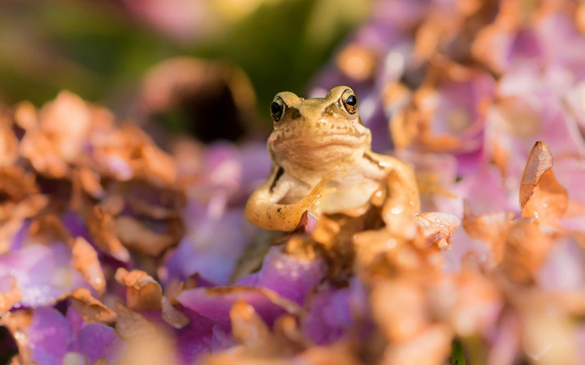 Female Frog