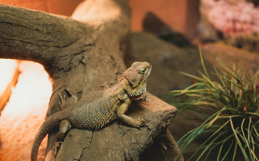 Great Bearded Dragon