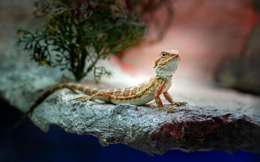 Nature-Inspired Bearded Dragon