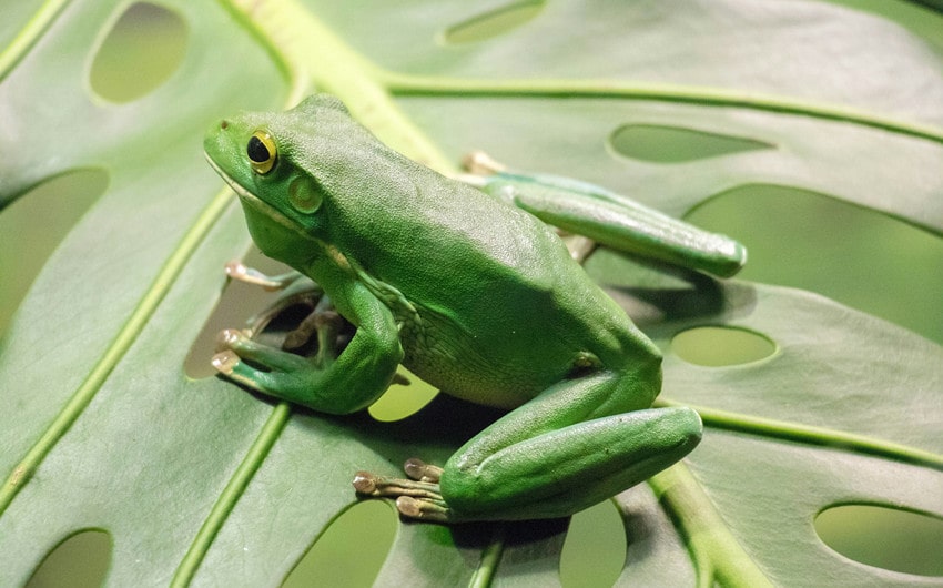 Nature-Inspired Frog