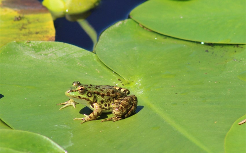 Regal Frog