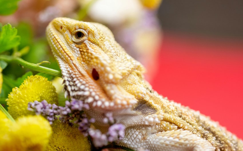 Yellow Bearded Dragon