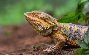 Read more about the article 243 Bearded Dragon Names to Match Your Pet’s Personality