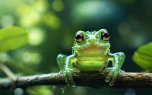 Read more about the article 447 Funny, Cute, and Clever Frog Names for Your Hoppy Friend